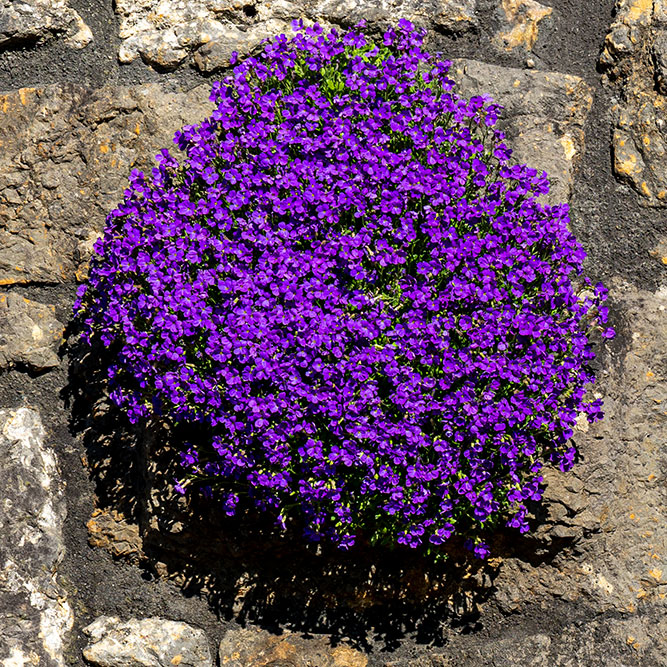 Blumenschmuck