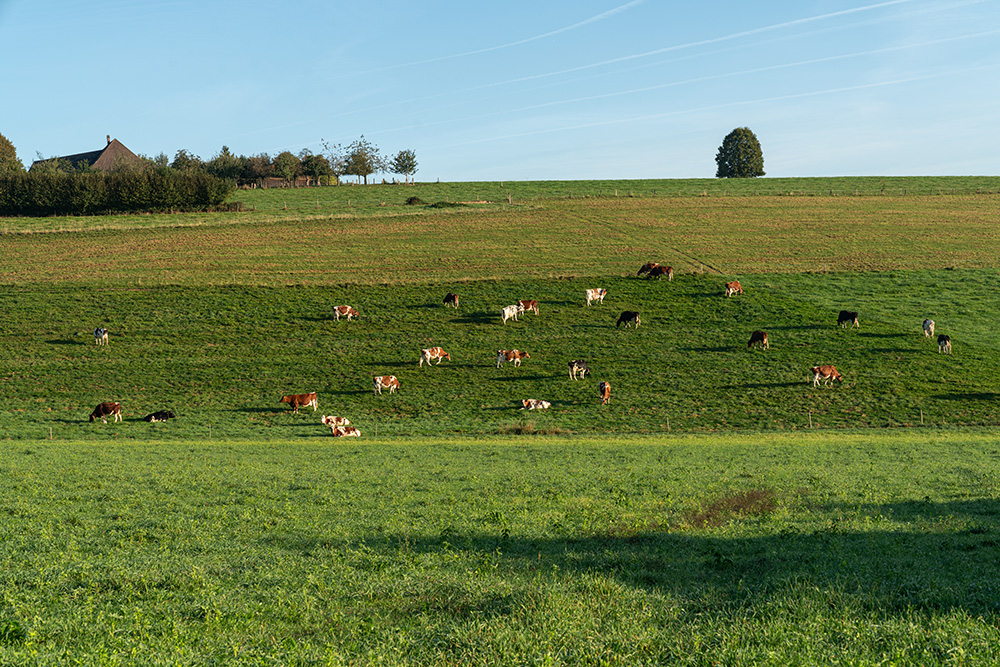 Weidende Kühe