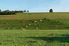 Affoltern i. E. 004