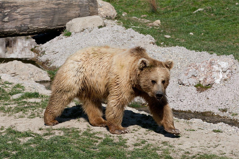 Braunbär