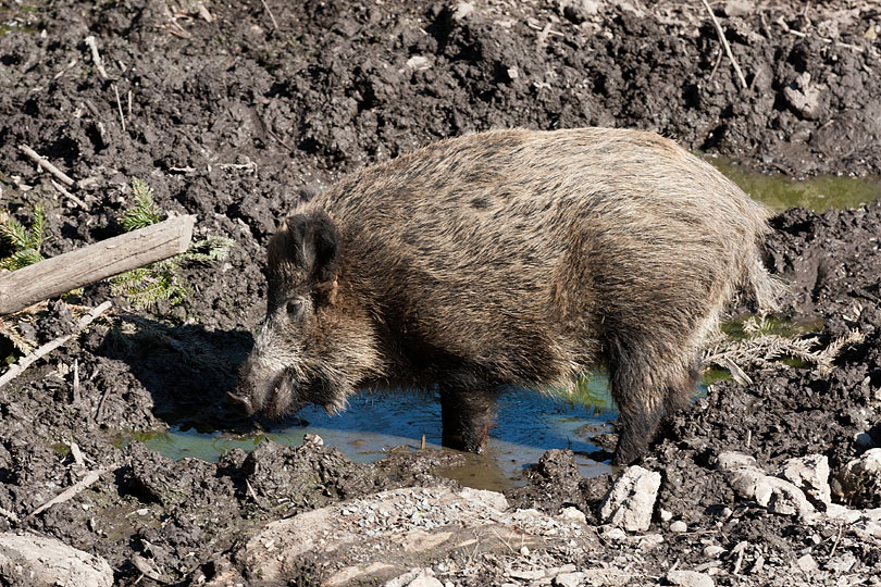 Wildschwein