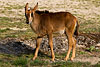 Zoo-087