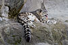 zoo-031