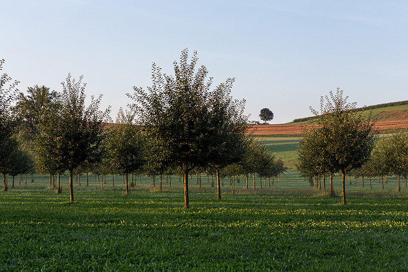 Obstbäume