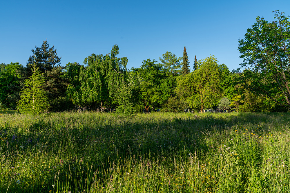 Friedhof Schwamendingen