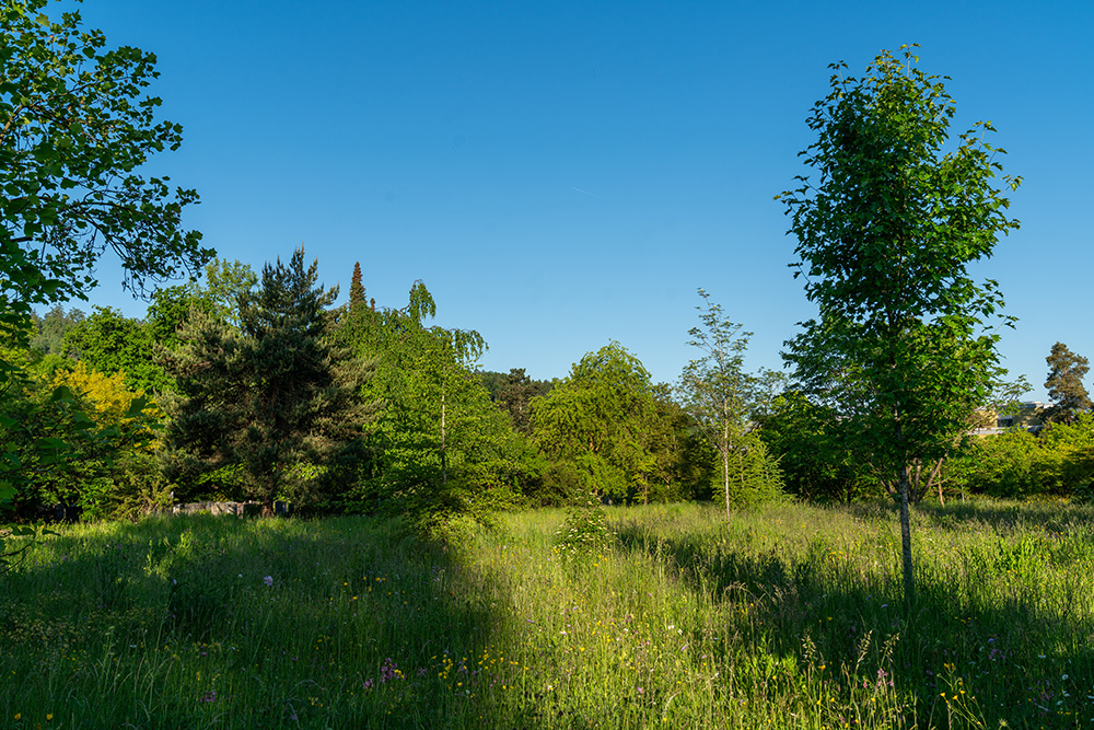 Friedhof Schwamendingen