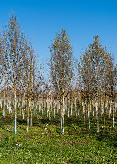 Schmid-Bäume AG in Wyden